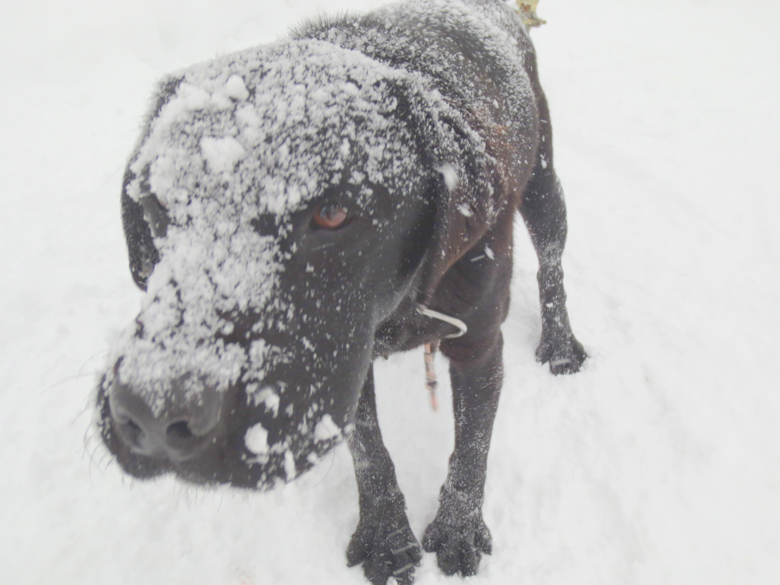 大雪でパル（ラブ）のお顔にも雪が積もっちゃいました～2014.1.12