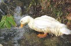 ピッピ隊長（アヒル）水浴び中！