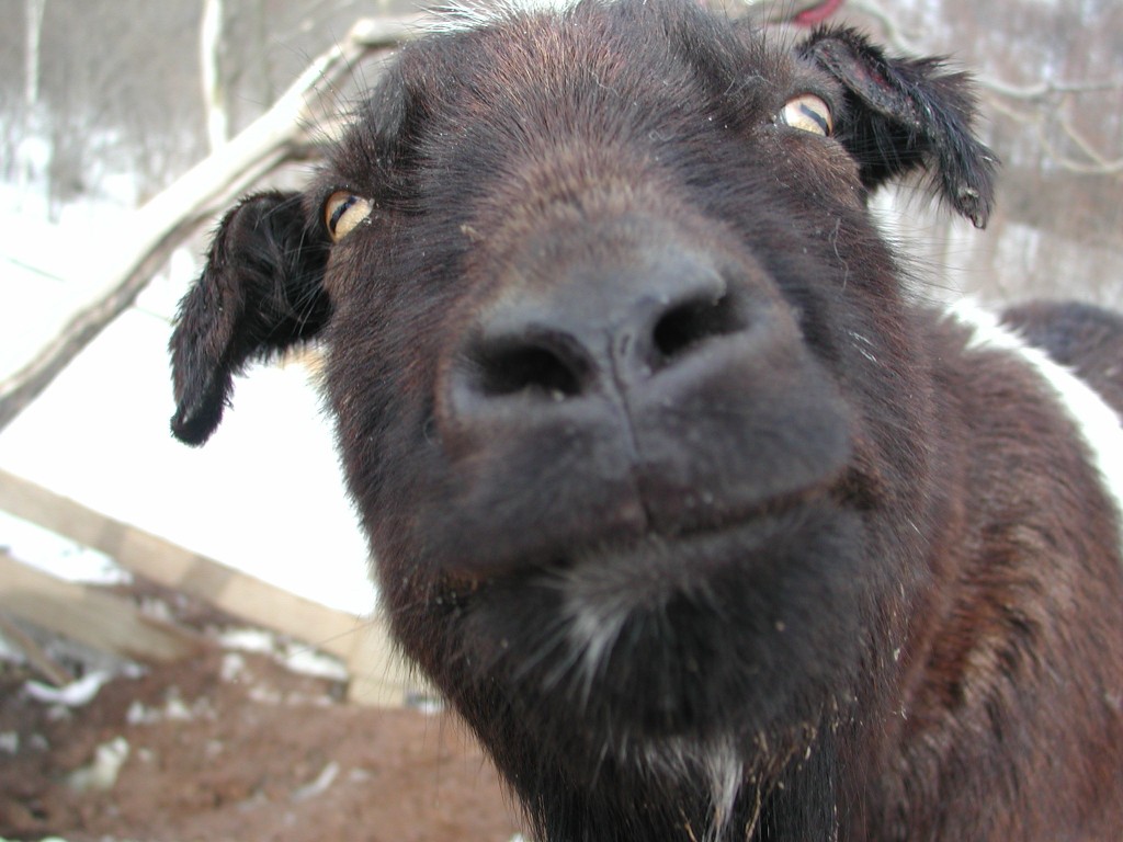 初代ヤギのヒロシくん。牧場の雑草の管理を一人でがんばってくれていました。ありがとうヒロシ～2002.3.17