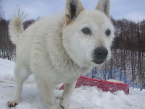 どんなに寒くたって平気！犬太（雑種）の剛毛はすごいんです！2008.3.16