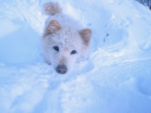 雪が大好きモコちゃん（雑種）。おでこに雪が積もってるよ！2009.2.17