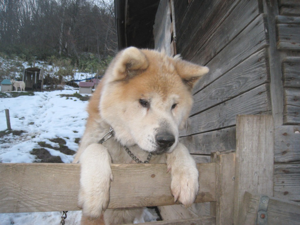 我輩はそちらで遊びたいのだ！大きなハチ（秋田犬）はいつも小運動場に行きたがってました！2011.11.28