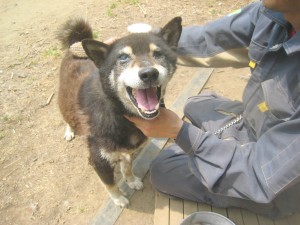 ブラシをかけてもらってなんともいえない表情をしているてつ（柴犬）。2012.6.5