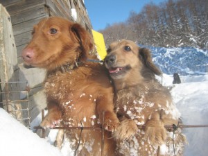 ポコ（左Ｍダックス）とハッピー（右Ｍダックス）は真冬でも雪の中を走り回ってました！パワフルなんです！2012.12.13