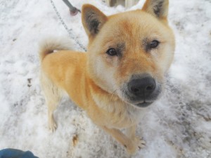 雪が大好きなチコ（雑種）。雪解けがはじまってちょっとさびしそう・・2014.4.18