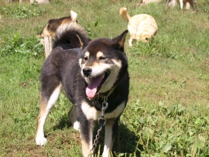 今年は9月になってもまだ暑い日が多いです。こなつ（柴犬）も暑そうな顔してますね。2013.9.18