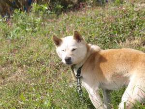 高齢なのにとっても元気なポロ（雑種）。晩夏の日差しがまぶしそう。2013.9.19